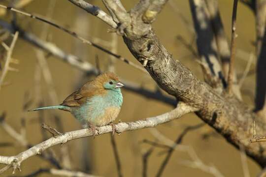 Image of Blue Waxbill