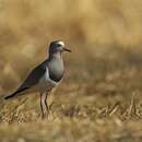 Vanellus melanopterus minor (Zedlitz 1908) resmi