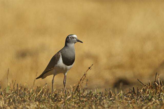 Image of Black-winged Lapwing