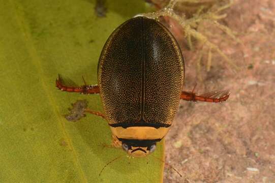 Image of Water beetle