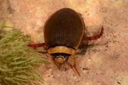 Image of Water beetle