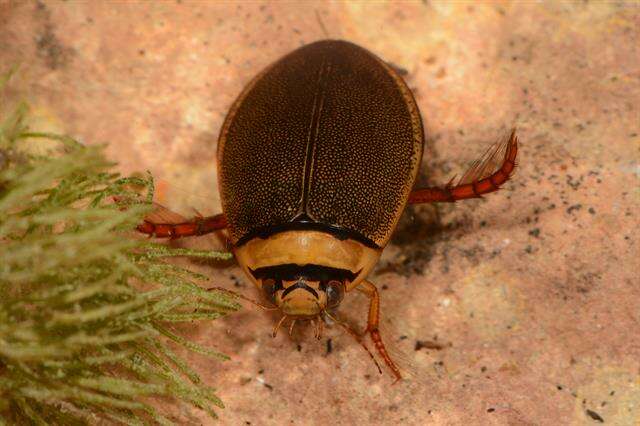 Image of Water beetle