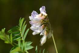 Image of Upright Vetch