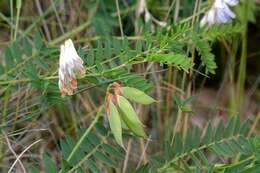 Image of Upright Vetch