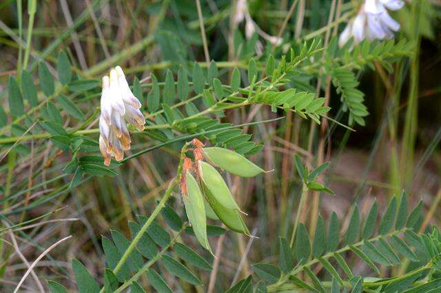 Image of Upright Vetch