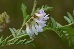 Image of Upright Vetch