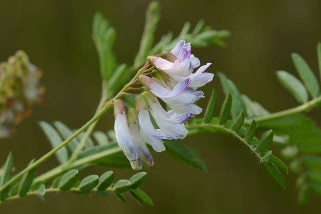 Image of Upright Vetch