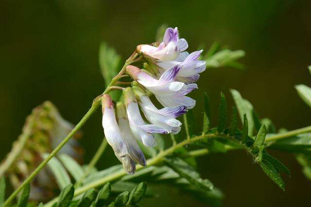 Image of Upright Vetch