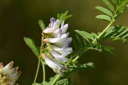 Image of Upright Vetch