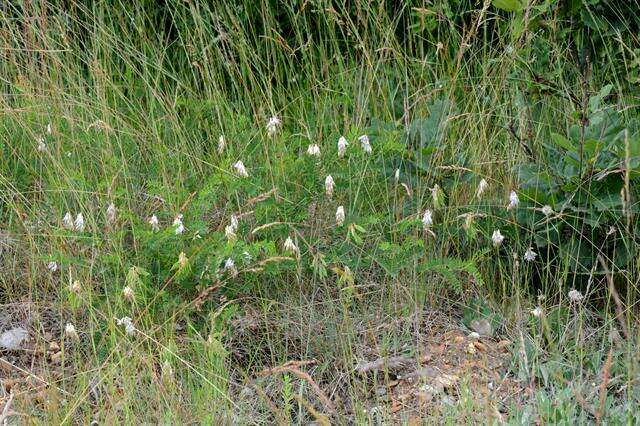 Image of Upright Vetch