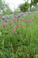 Image of columbine