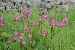 Plancia ëd Aquilegia