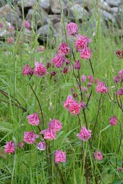 Plancia ëd Aquilegia