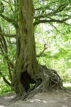 Image of hornbeam