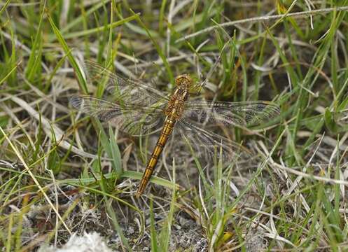 Image of Skimmers (Dragonflies)