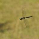 Image of Yellow-spotted Emerald