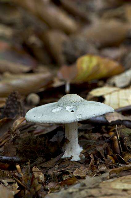 Image of Clitocybe