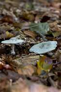 Image of Clitocybe