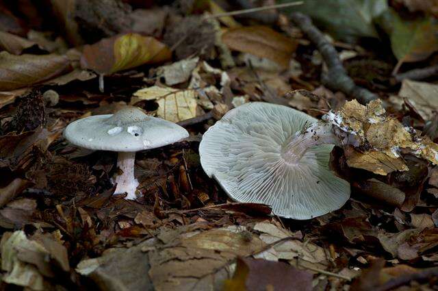 Image of Clitocybe