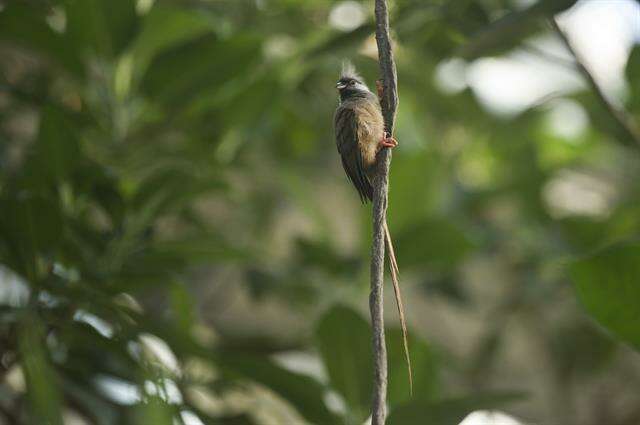 Coliiformes resmi