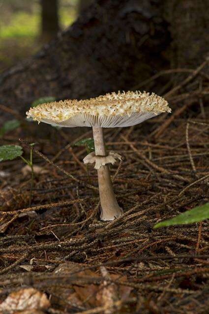 Слика од Leucoagaricus