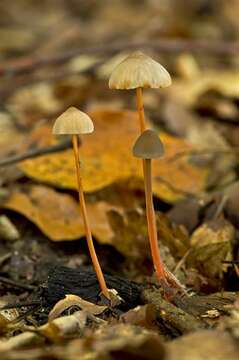 Image of Mycena crocata (Schrad.) P. Kumm. 1871