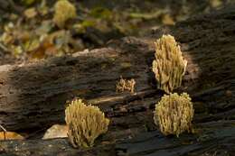 Image of Ramaria