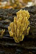 Image of Ramaria