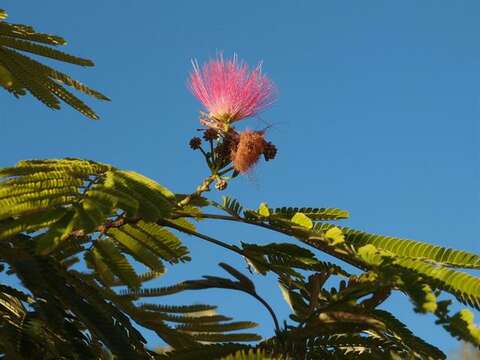 Image of sensitive plant