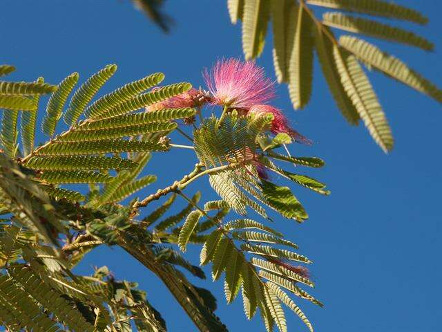 Image of sensitive plant