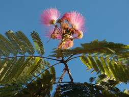 Image of sensitive plant