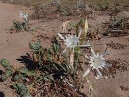 Image of pancratium