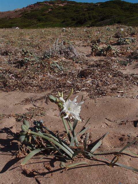 Image of pancratium