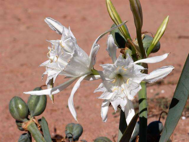 Image of pancratium