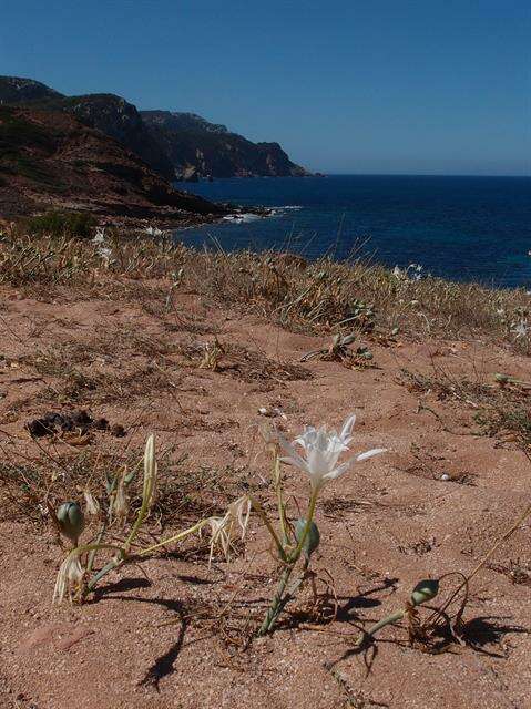 Image of pancratium