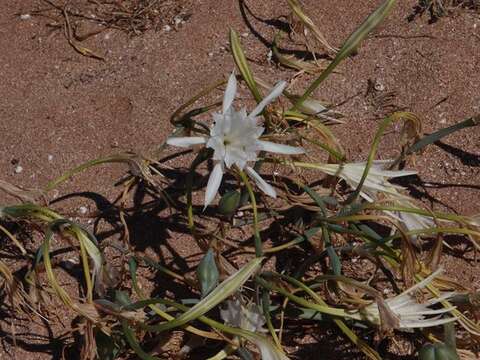 Imagem de Pancratium