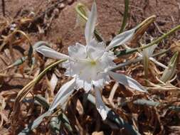 Image of pancratium