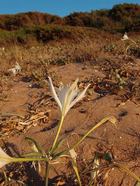 Imagem de Pancratium