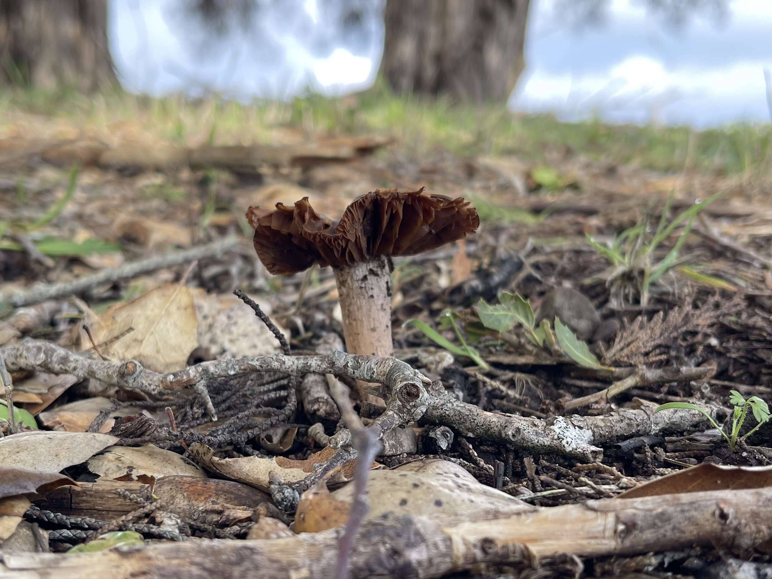 Sivun Cortinarius ohlone Bojantchev 2013 kuva