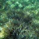 Imagem de Posidonia oceanica (L.) Delile