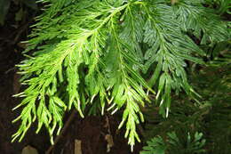 Image of electric fern