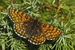 Plancia ëd <i>Melitaea athalia</i>