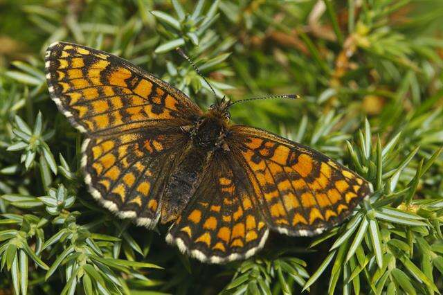 Plancia ëd <i>Melitaea athalia</i>