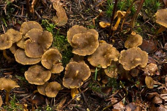 Image of Craterellus