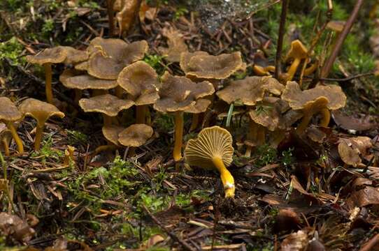 Image of Craterellus