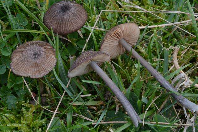 Image of Entoloma anatinum (Lasch) Donk 1949