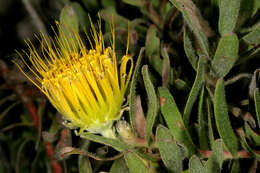 Imagem de Leucospermum gracile (Salisb. ex Knight) Rourke