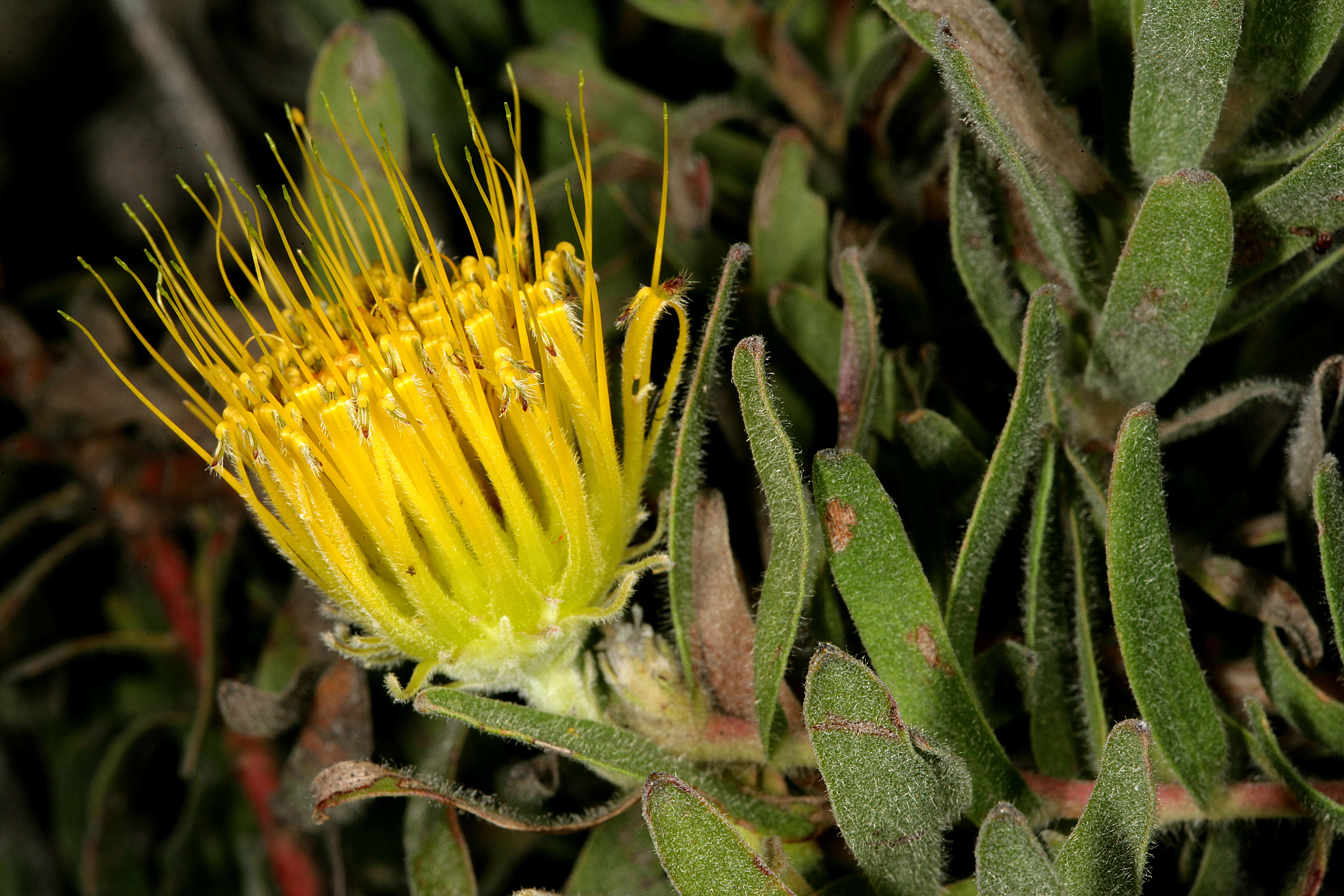 Imagem de Leucospermum gracile (Salisb. ex Knight) Rourke