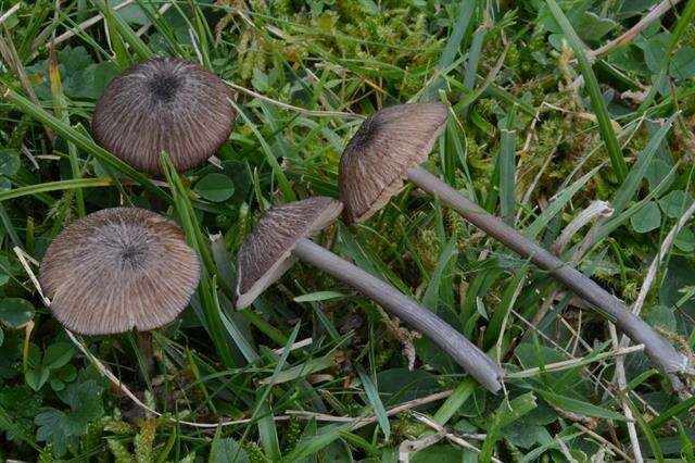 Image of Entoloma anatinum (Lasch) Donk 1949