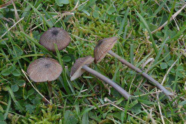 Image of Entoloma anatinum (Lasch) Donk 1949